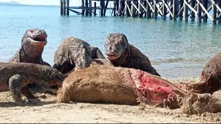 Six Komodo dragons eat deer on  the beach.