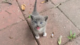 Stray kittens invaded my backyard 😀😃🙂