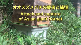 大量のオオスズメバチ襲来と粘着シートで捕獲する方法　今年２回目　Attack and capture of Asian giant hornet　2nd time this year
