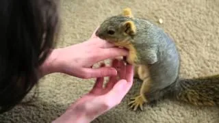 Squirrel Friend