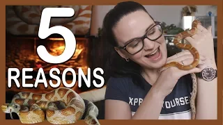 5 REASONS TO GET A CORNSNAKE