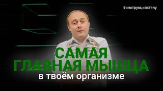 ДИАФРАГМА. Что это за мышца и почему она во всём виновата. #инструкцияктелу