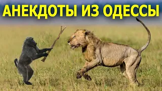 Анекдоты из Одессы №187 про Льва и Обезьяну.