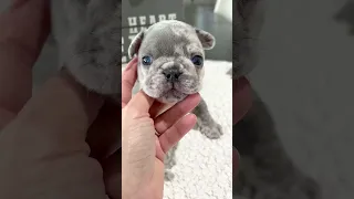 “🐶 This cute puppy face made possible by belly rubs 🥰🐶” Poetic French Bulldogs in Miami Beach 🏝