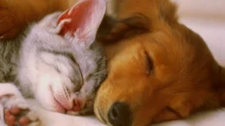 PET THERAPY ♣ Sleep Music w/ Binaural Beats for Dogs & Cats - Sleep Disorders - 2 HOURS