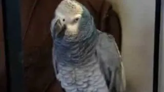 farting and burping parrot