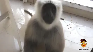 🐒 Extrem lustige Affen Videos zum Totlachen 🙊Witzige Affen Videos 🐵