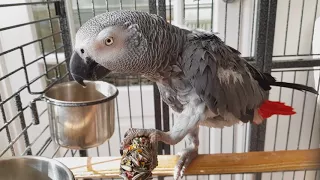 African Grey Parrot eating [4K]