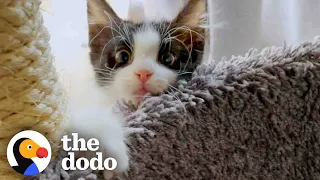 Grandma Helps Tiny Kitten Learn To Run | The Dodo Adoption Day