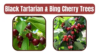 ​ @fastgrowingtrees Cherry Trees: Black Tartarian & Bing + Bloodgood Japanese Maple Unboxing