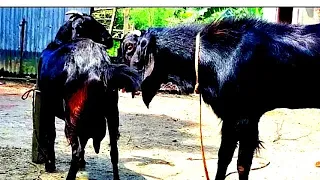 Goat meeting first time in the garden 🏡