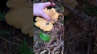 Foraging for Golden Chanterelles (Cantharellus formosus) in Humboldt County