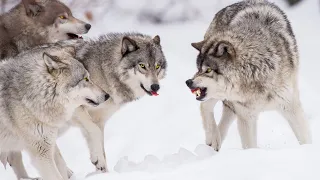 🐺/Волки узрели охотника и стали брать его в кольцо/  Случай в тайге/