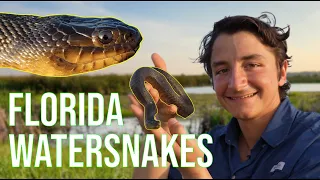 The Water Snakes of Florida: Everything You Need To Know!