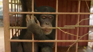 DHL Africa has partnered with Liberia Chimpanzee Rescue and Protection