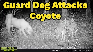 Guard Dog Chases Off Coyotes From Goat Farm | WARNING Don't Lose Your Small Pets To These Predators