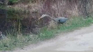 Awesome hunter skills of the Great Blue Heron