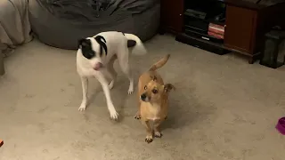 Bailey & Twitch playing 1