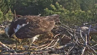 LDF.Zivjērgļu mātīte Singa izdēj vēlo olu.😍🥚/ Osprey female Singa, lays a late egg. 17.05.24