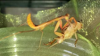 Giant Rainforest Mantis ( Hierodula Majuscula ) Feeding