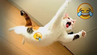 Best Funniest Animal Videos 2024😪🐶Funny Dogs And Cats Videos Of The year😻part 10