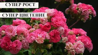 Все цветы обожают эту подкормку! Даже хилые зацветают как сумасшедшие! Проверенный рецепт