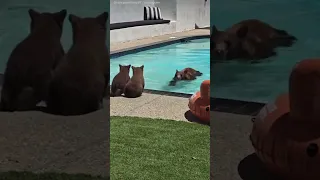 A man  filmed the moment when a mother bear and her two cubs enjoy a swim in his pool one afternoon.