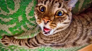 Смешные кошки 2019 Новые приколы с котами до слёз, смешные коты приколы собаки 2019 funny cats #60