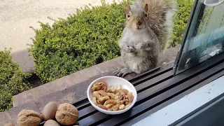 Do squirrels prefer nuts in shell or without shell?