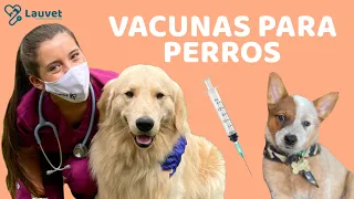 VACUNAS PARA PERROS CACHORROS Y ADULTOS - Lauvet