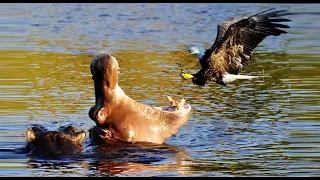 Best Eagle Attacks 2020 - Most Amazing Moments Animal Fights