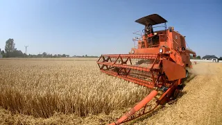 Kazimierz w roli Kombajnisty piękne zboże kładzie