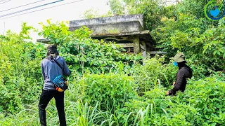 Neighbors WORRY, the haunted house with overgrown trees was cleaned by us / best house cleaning