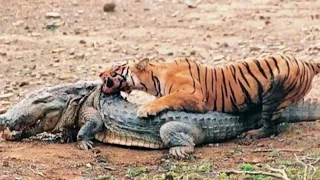 Top 5 Animals That Could Defeat a Crocodile