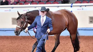 2018 AQHA Amateur Showmanship