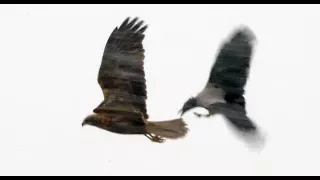 Кто наглее: Лунь болотный, ворона серая или шакал? | Film Studio Aves