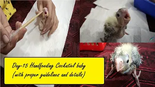 How to handfeeding Cockatiel chick(15days old) | Proper guide to feeding chick | Hand feeding series