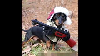 I'mz a huntin' dog  Star Wars Wieners  dog  Dachshund High Speed Police Chase! dog