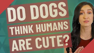 Do dogs think humans are cute?