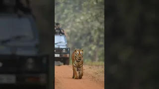 Tigress Maya from Tadoba