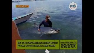 Balitang Bisdak: Hayop sa Balita