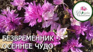 БЕЗВРЕМЕННИК - ЧУДО В САДУ