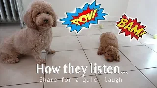 Dogs don't listen