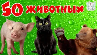 Животные и их звуки для детей. Сборник, обучающее видео