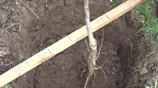 Reguli la plantarea unui pom