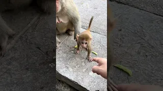 Don’t let your baby play with monkeys with me