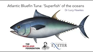 Atlantic Bluefin Tuna: Superfish of the Oceans.