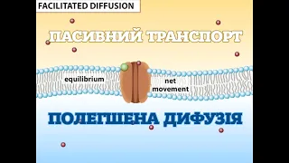 Полегшена дифузія. Протеїнові канали. [Sinauer Associates, Inc.]