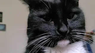 Tuxedo Kitty pesters us to wake up and feed her