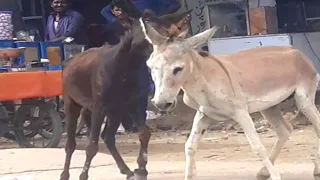 donkey mating successfully delivered||Animal mating video |Camel Mating season 2023